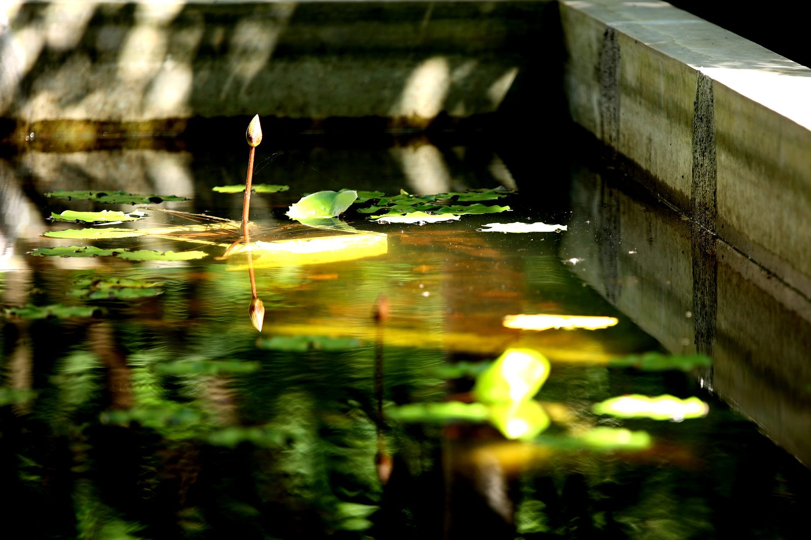 Lake with water lilies near the property