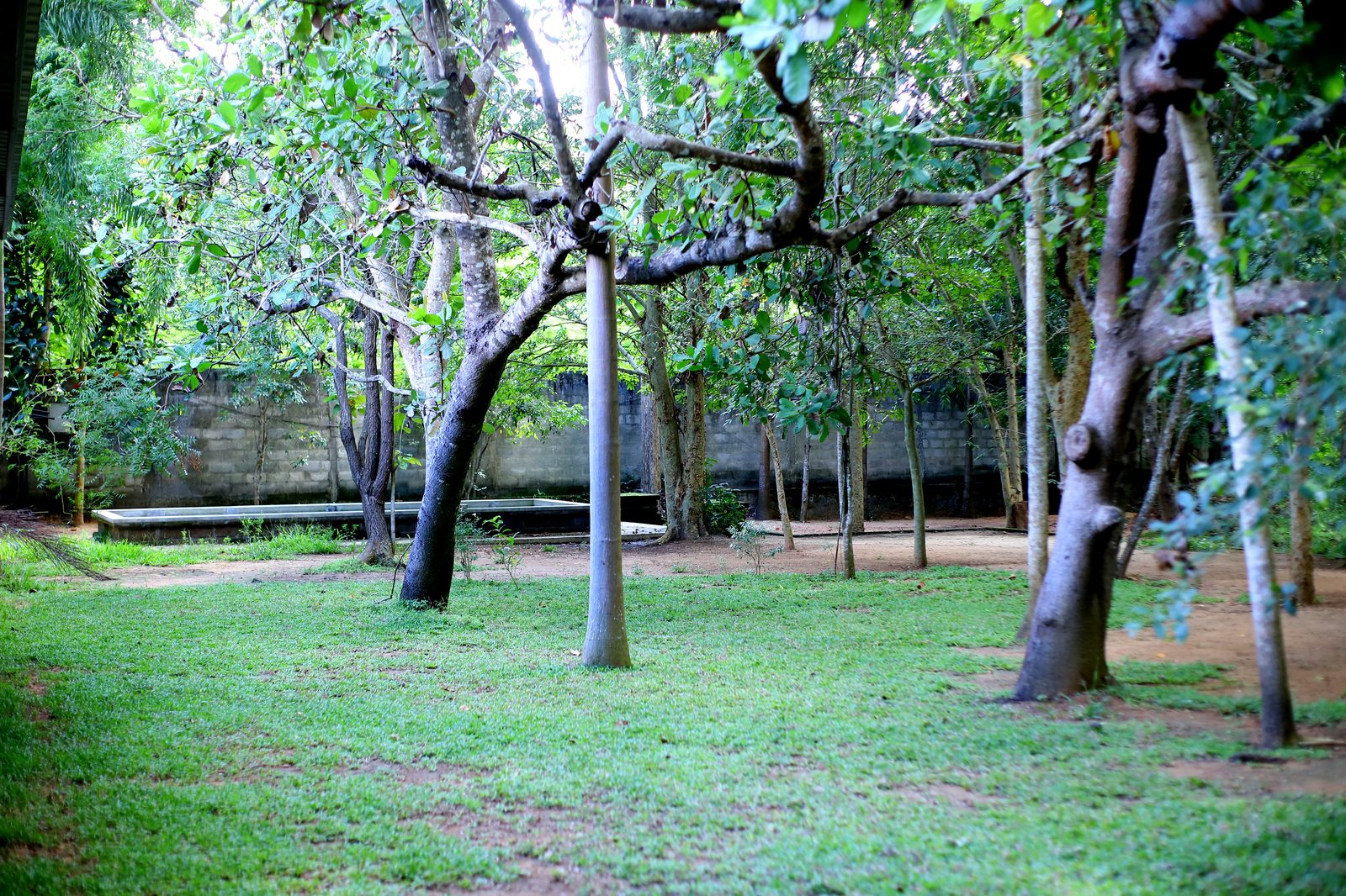 Shady tree on the lawn at dusk